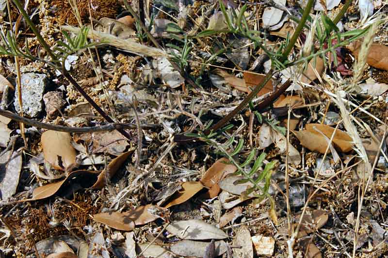 Sixalix atropurpurea